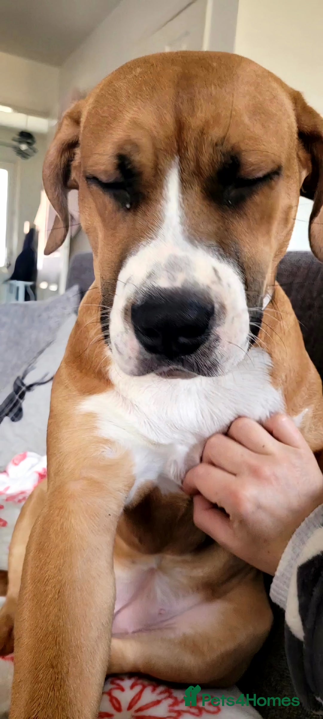 Mixed Breed dogs for sale: Millie to be rehomed - Image 7
