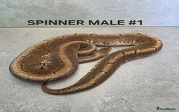 Python Snake reptiles for sale: Royal pythons - Image 15