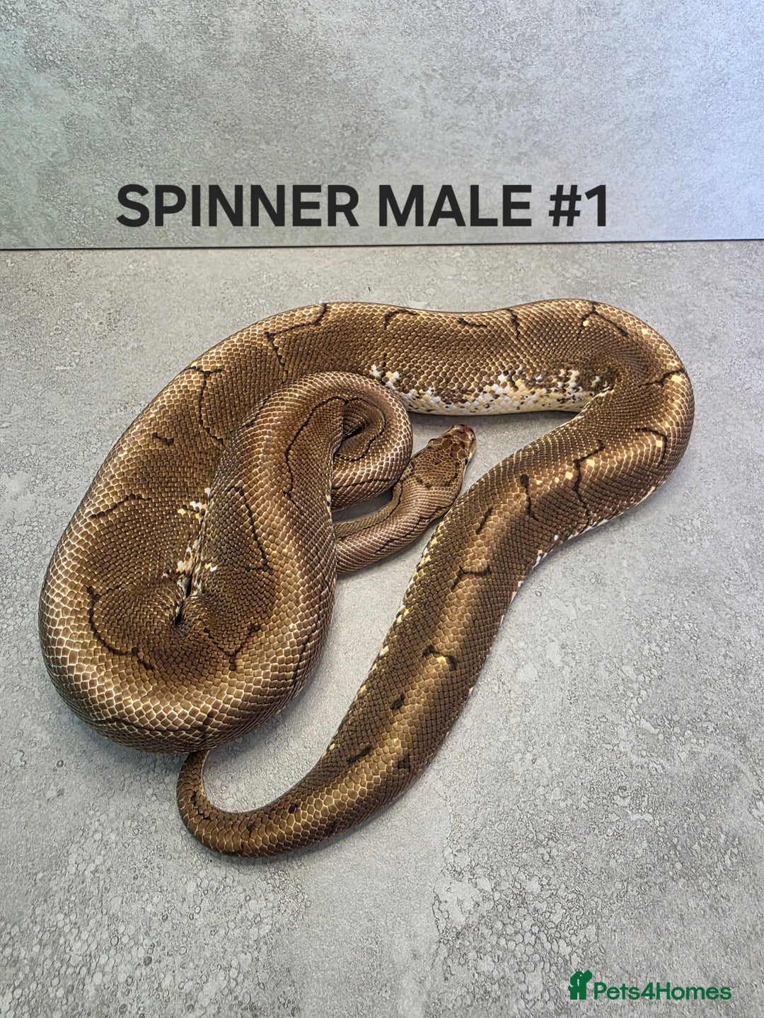 Python Snake reptiles for sale: Royal pythons - Image 15