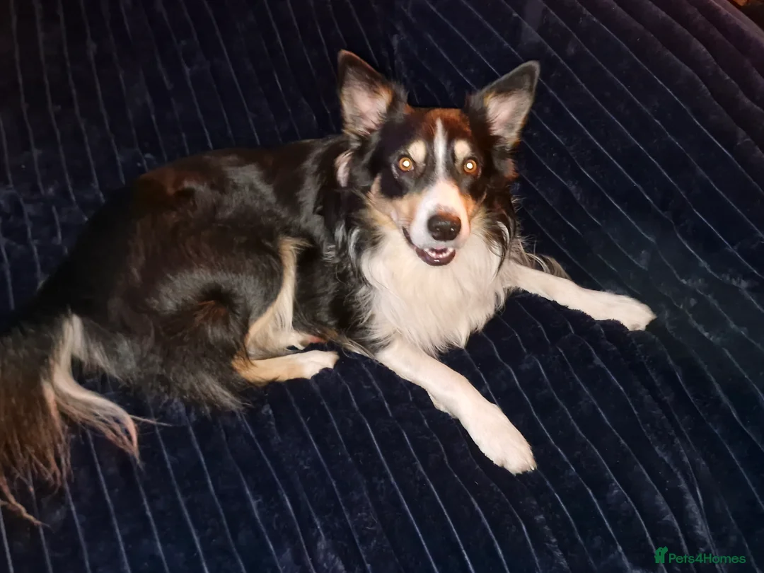 Border Collie dogs for stud: Welsh collie tri colour  - Advert 2