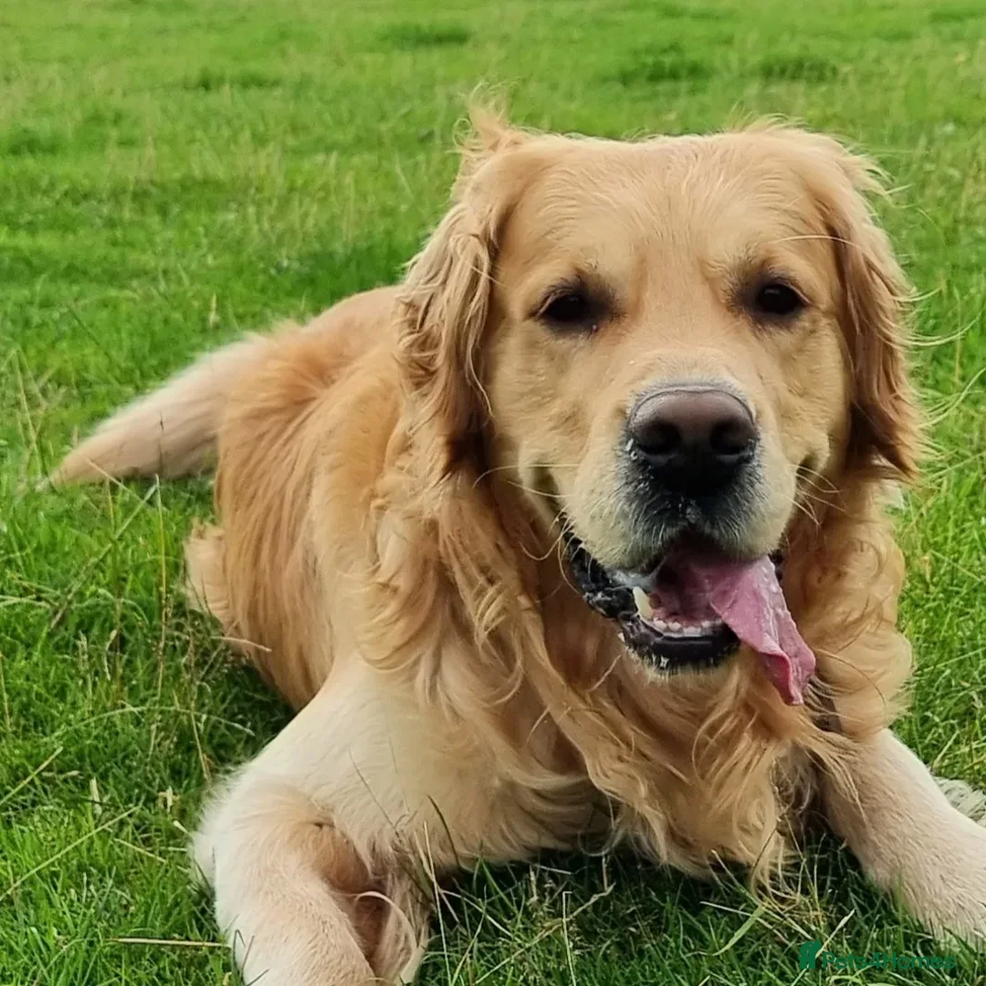 Golden Retriever dogs for stud: KCReg Well Proven Golden Stud, Health & DNA Tested in Wilmslow - Image 14