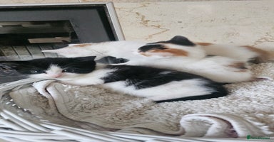 Selkirk Rex cats - Advert 16