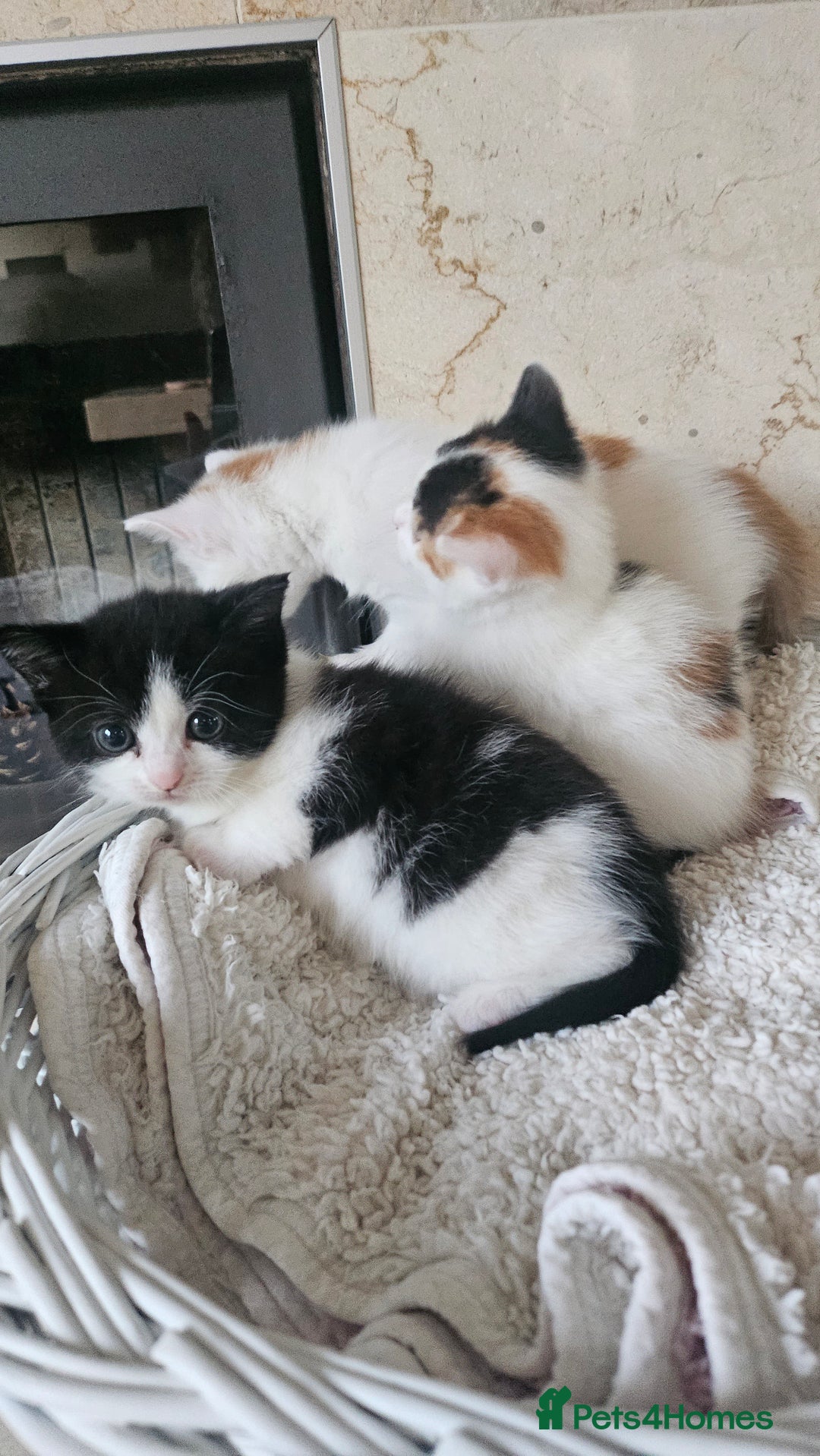 Selkirk Rex cats for sale: Adorable Selkirk Rex Kittens (Straight ) - Image 3