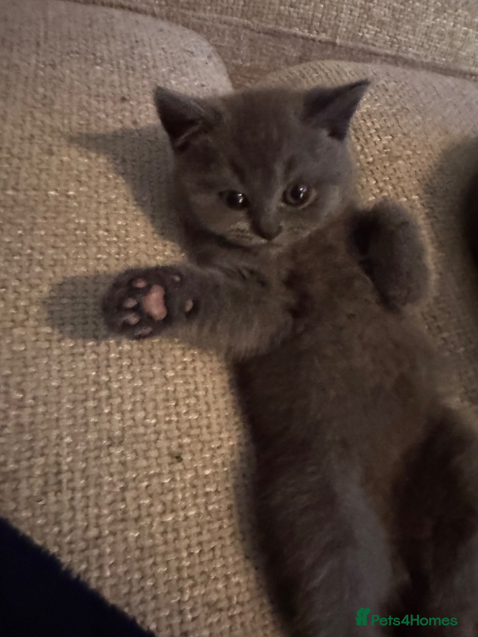 British Shorthair cats British Shorthair Kittens- Ready To Go! - Advert 17