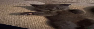 Milo jr