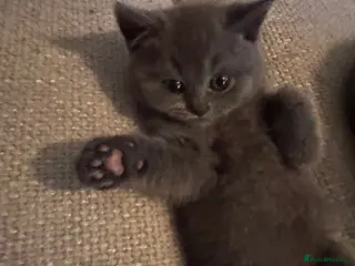 British Shorthair cats British Shorthair Kittens- Ready To Go! - Advert 4