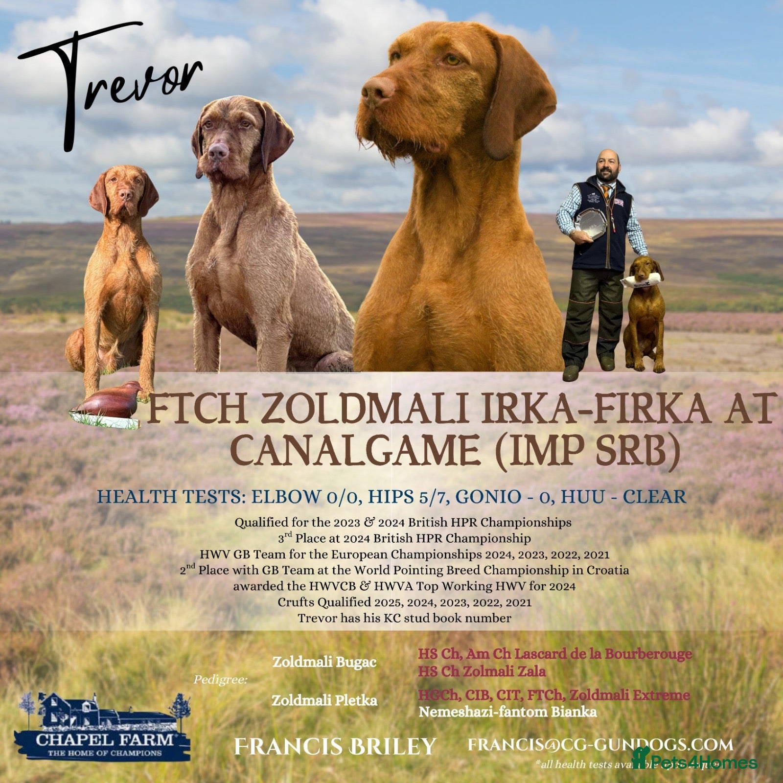 Hungarian Vizsla dogs Trevor aka FTCH Zoldmali Irka-Firka at CanalGame  in Ashford - Advert 1