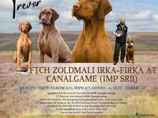 Hungarian Vizsla dogs Trevor aka FTCH Zoldmali Irka-Firka at CanalGame in Ashford - Advert 1