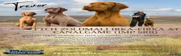 Hungarian Vizsla dogs for stud: Trevor aka FTCH Zoldmali Irka-Firka at CanalGame  in Ashford - Advert 1