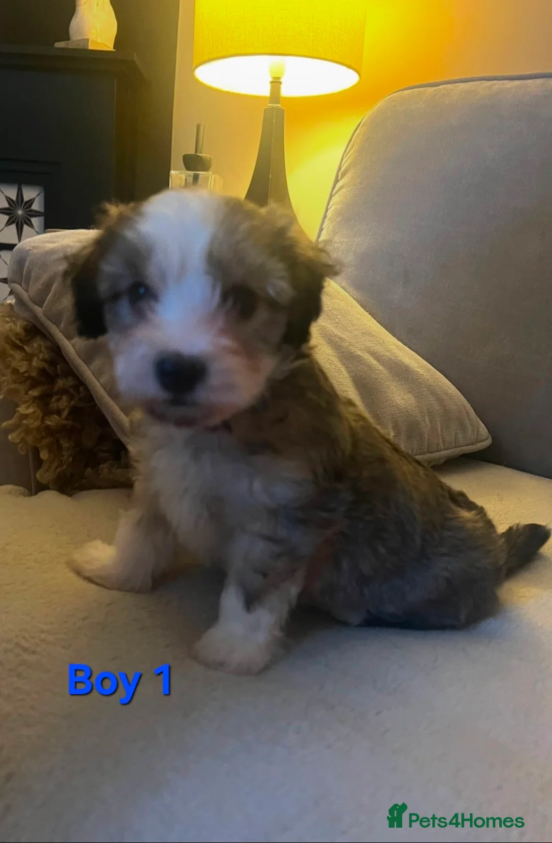 Maltipoo dogs for sale: Beautiful Rare Colour Sable Maltipoo Puppies - Advert 1