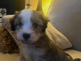 Maltipoo dogs Beautiful Rare Colour Sable Maltipoo Puppies - Advert 1