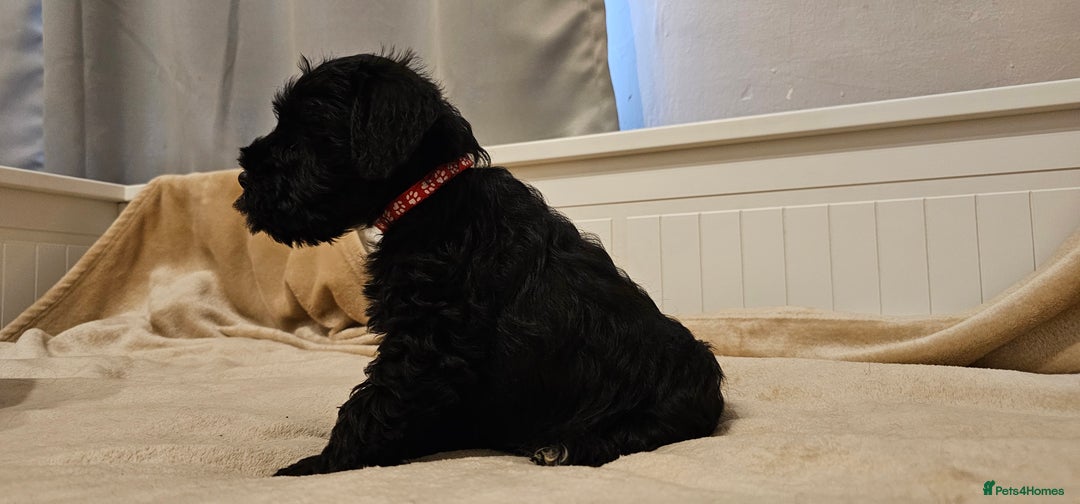 Miniature Schnauzer dogs for sale: Miniature Schnauzer Puppies - 7 Adorable Girls - Image 5
