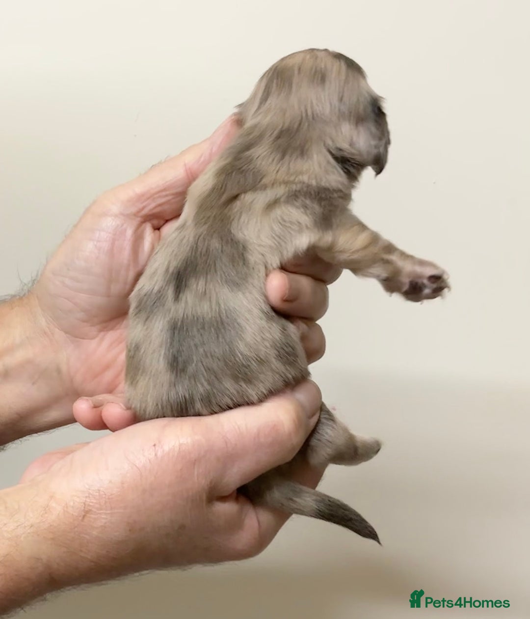 Miniature Dachshund dogs for sale: KC reg mini longhaired dachshund pups - Advert 18