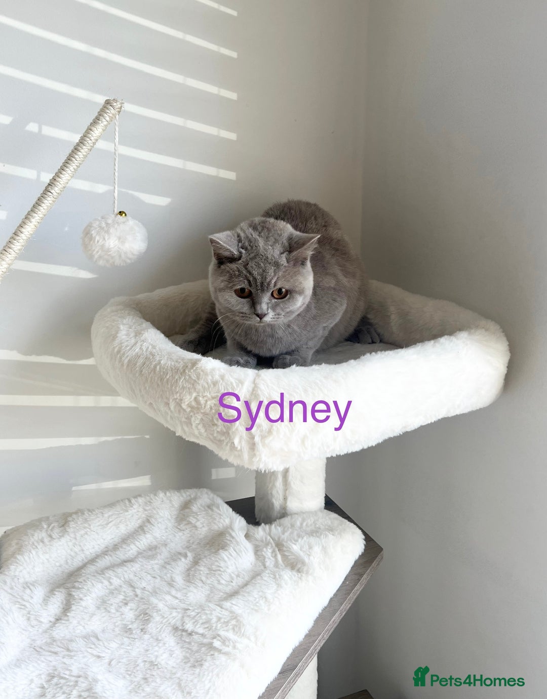 British Shorthair cats for sale: GCCF Registered British Shorthair Lilac Boy - Image 5