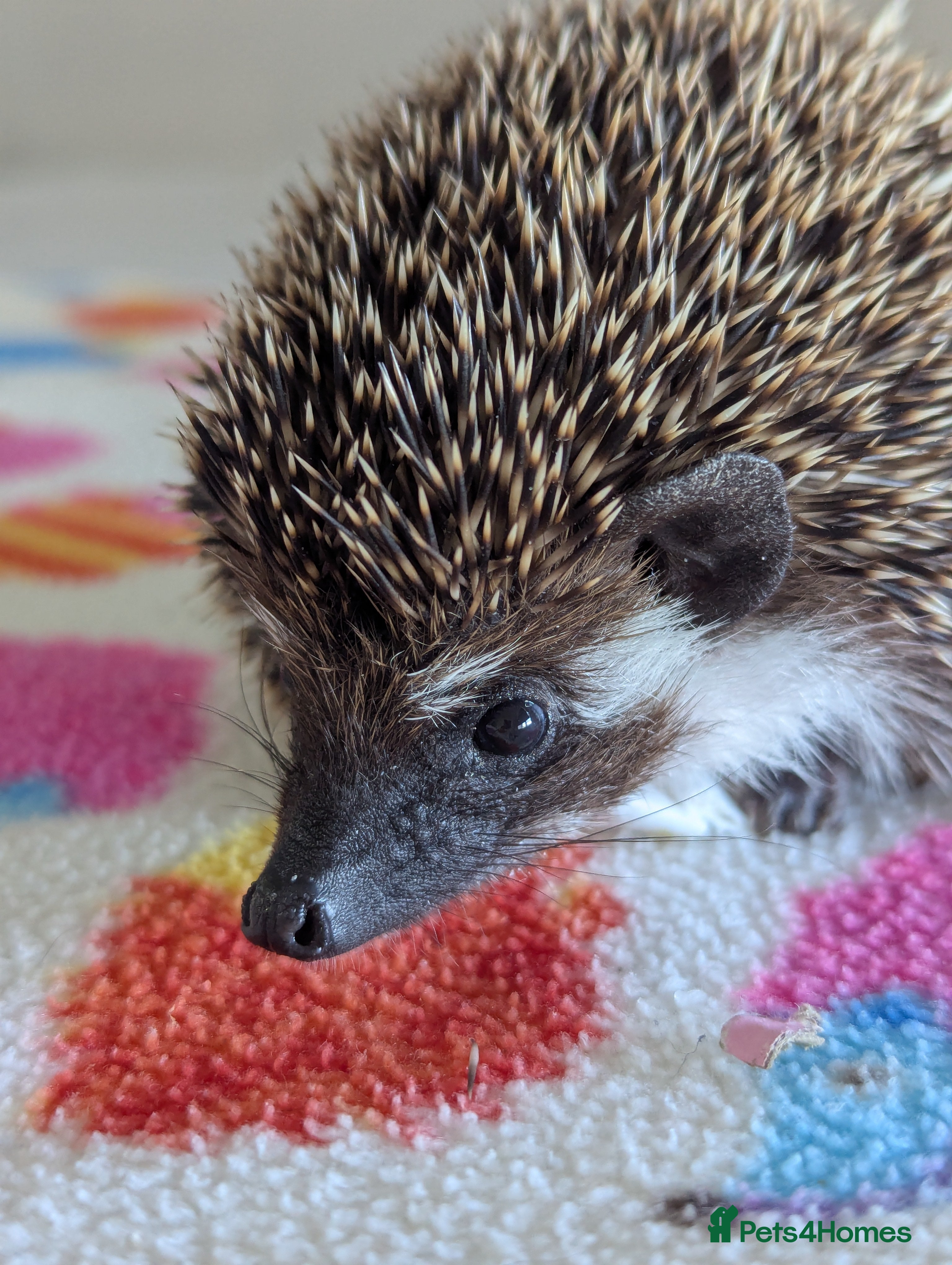 Pygmy Hedgehog rodents Beautiful Baby Hoglets Ready Now/ REDUCED!!! - Advert 1