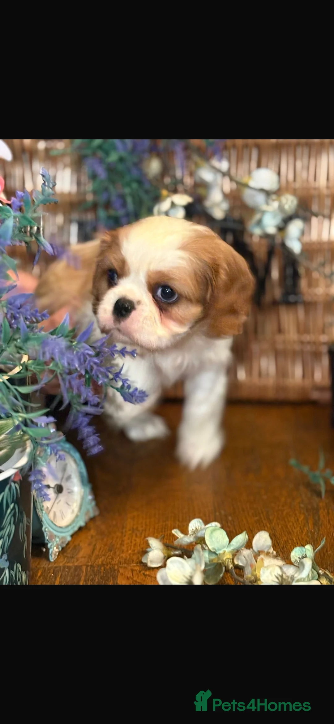 Cavalier King Charles Spaniel dogs for sale: KC PEDIGREE CAVALIER KING CHARLES - Advert 23