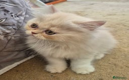 Persian cats for sale: Adorable Female Chinchilla Persian - ready now - Image 29