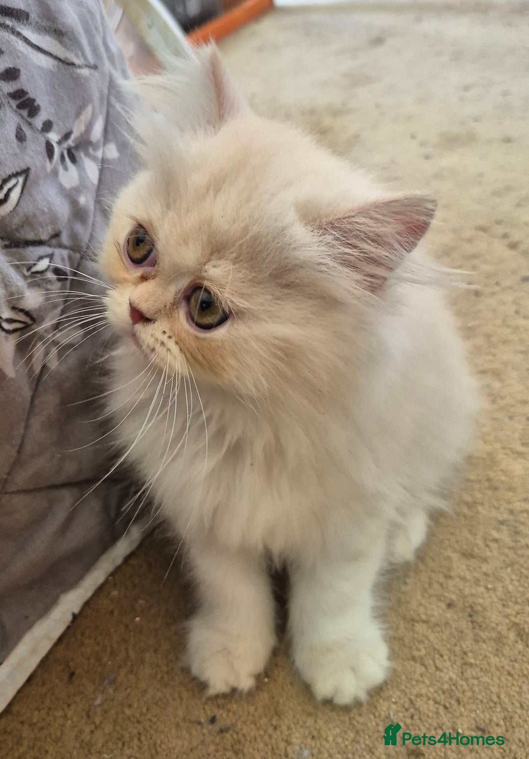 Persian cats for sale: Adorable Female Chinchilla Persian - ready now - Image 29