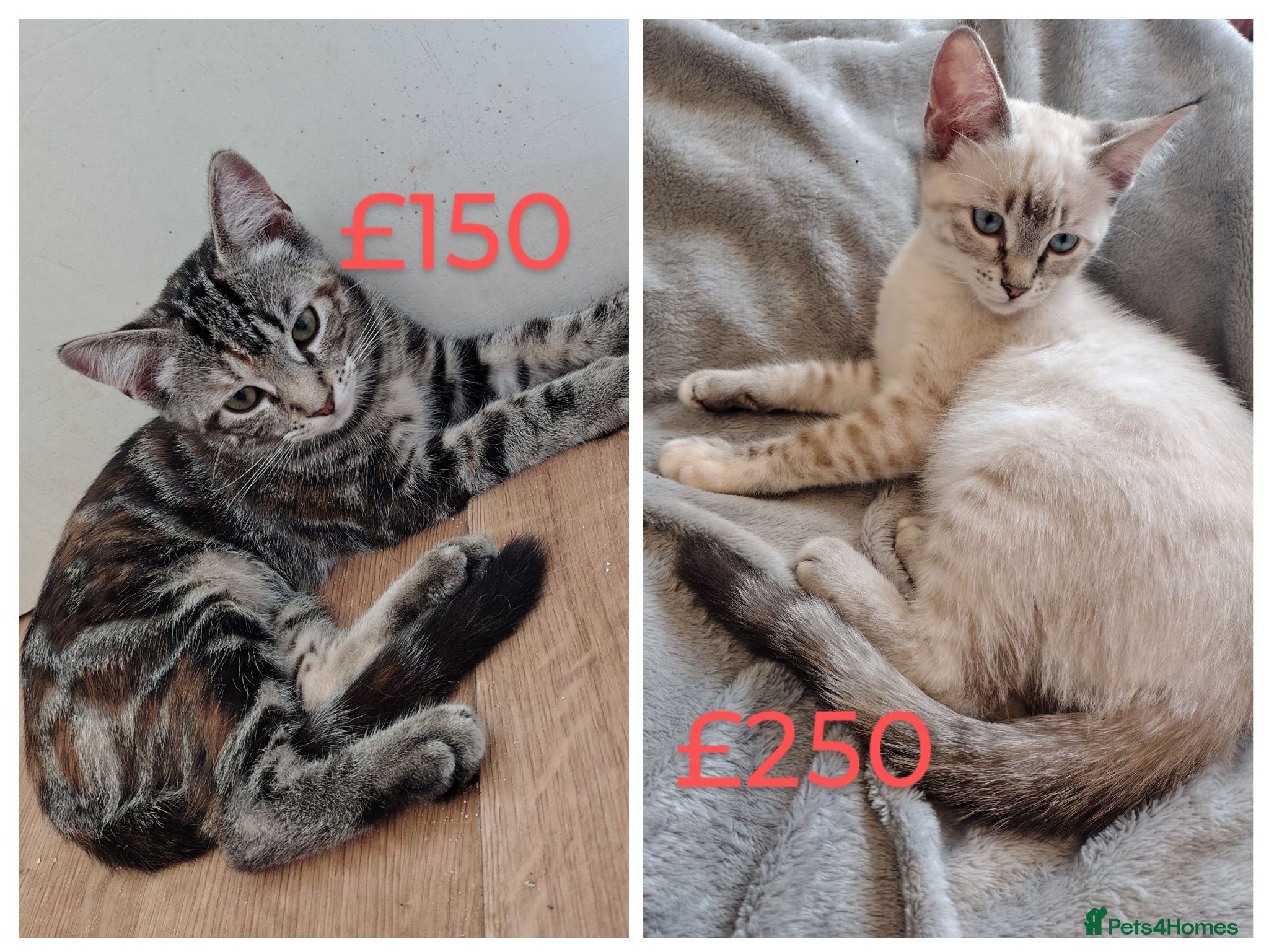 Mixed Breed cats Only 2 girls left Ragdoll x ginger mother - Advert 2