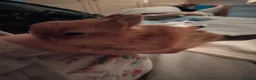Netherland Dwarf rabbits for sale: Beautiful netherland dwarf bunnies - Advert 1