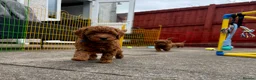 Toy Poodle dogs for sale: Deep red Toy Poodle puppies 🐶 in Exeter - Advert 14