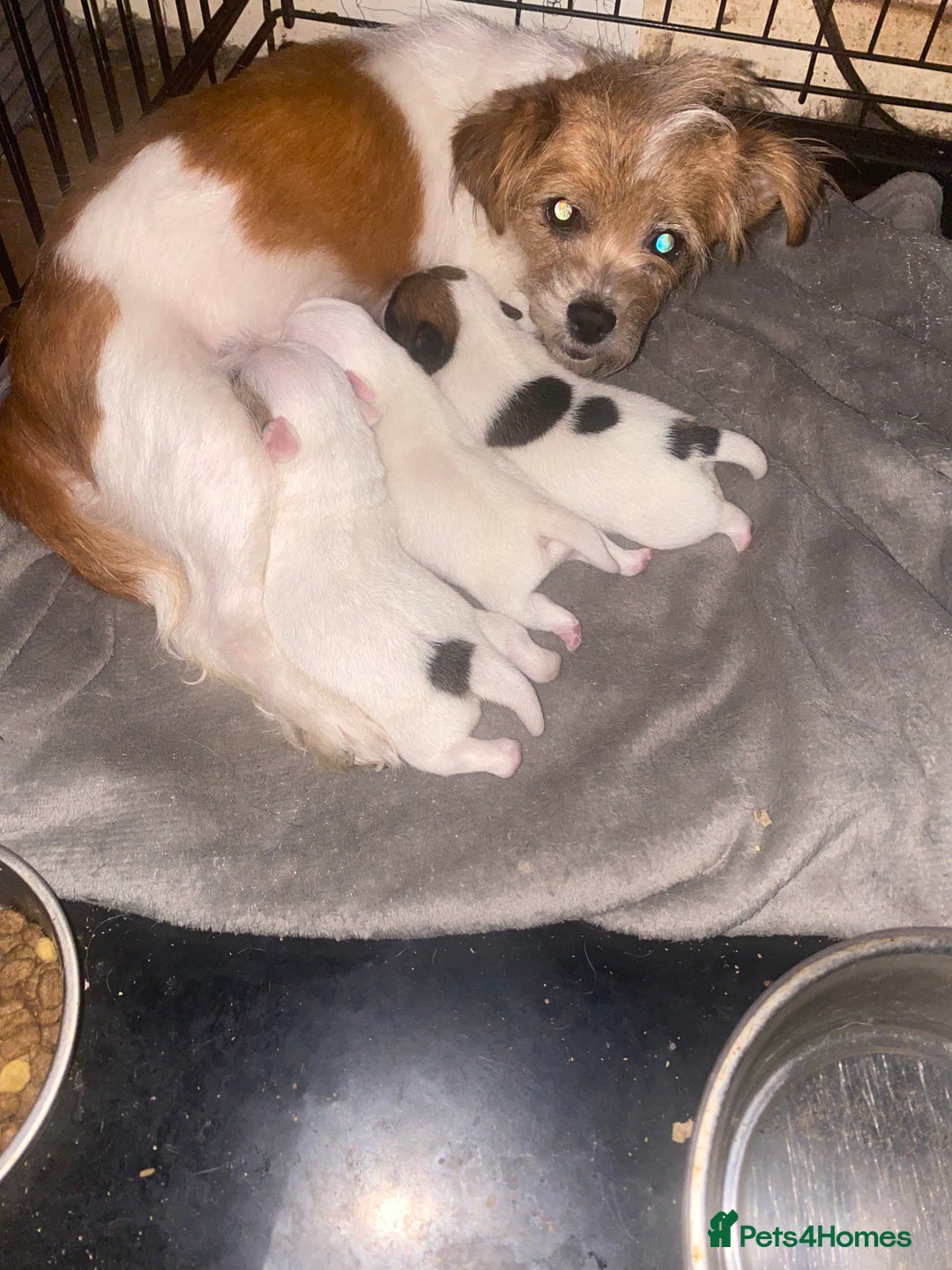 Jack Russell dogs for sale: Jack cross Jackshih  - Advert 1