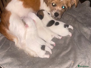 Jack Russell dogs Jack cross Jackshih - Advert 18