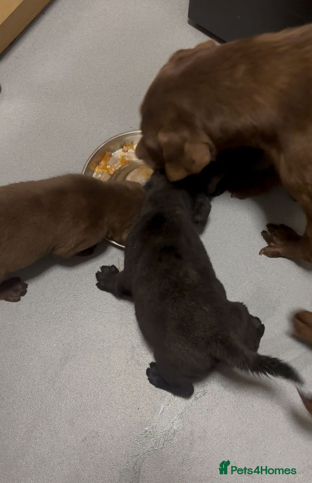 Labrador Retriever dogs for sale: Labrador Puppies Vet checked Ready to be rehomed - Advert 2