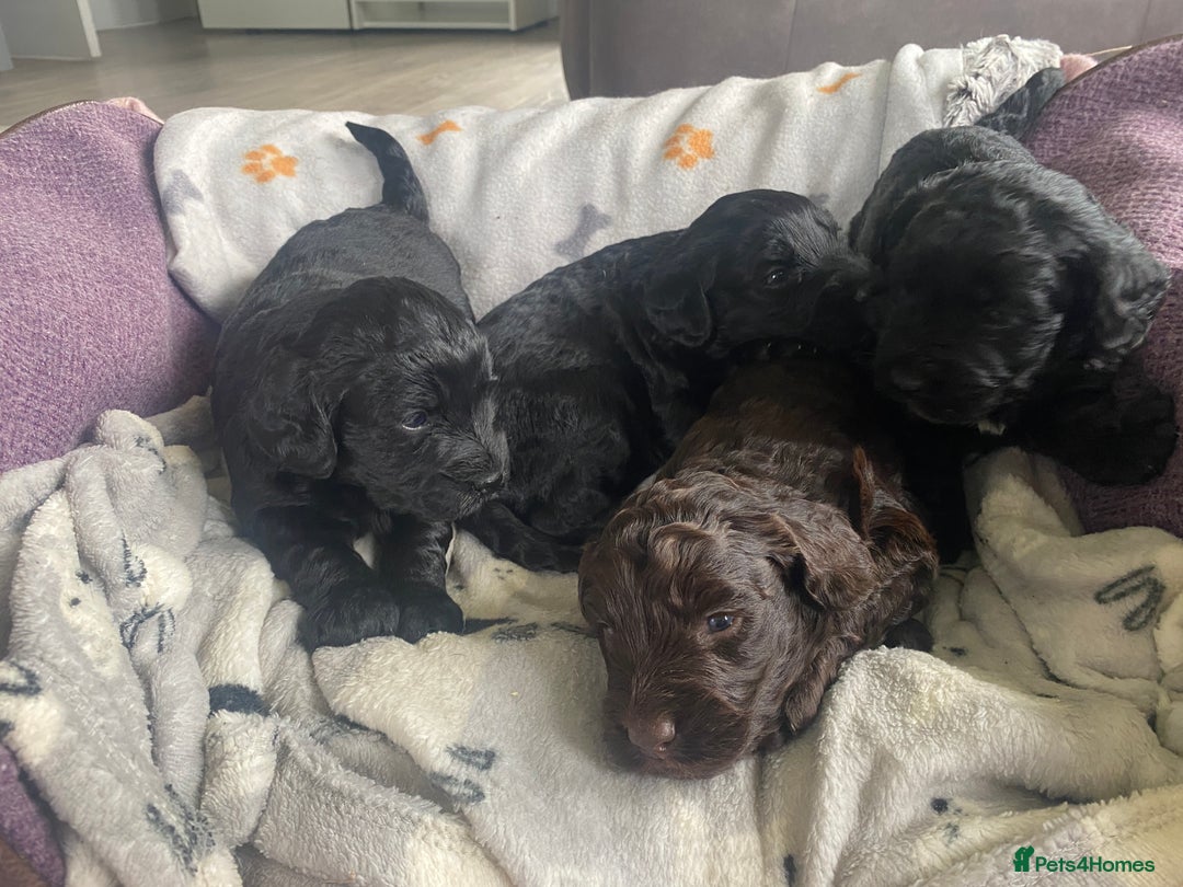 Cockapoo dogs for sale: Cockapoo pups  - Image 1