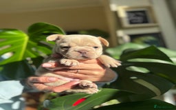 French Bulldog dogs for sale: Accepting Reservations 4 Girls,2 Boys Available  - Image 12