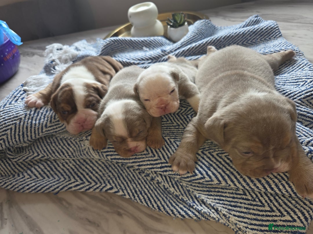 English Bulldog dogs for sale: Beautiful New english bulldogges  - Image 8