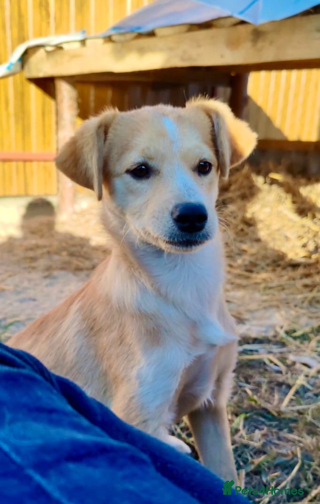 Labrador Retriever dogs for adoption: GINA – Labrador Retriever (Female) - Advert 2