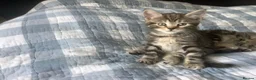 Mixed Breed cats for sale: Scottish Fold /Straight mixed breed kittens, ready - Advert 4