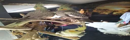 Cockatiels birds for sale: DNA sexed cockatiel hand tame and flight trained - Advert 3