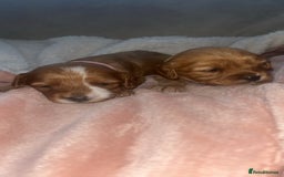 Cavapoo dogs for sale: F1 Cavapoos  - Image 14