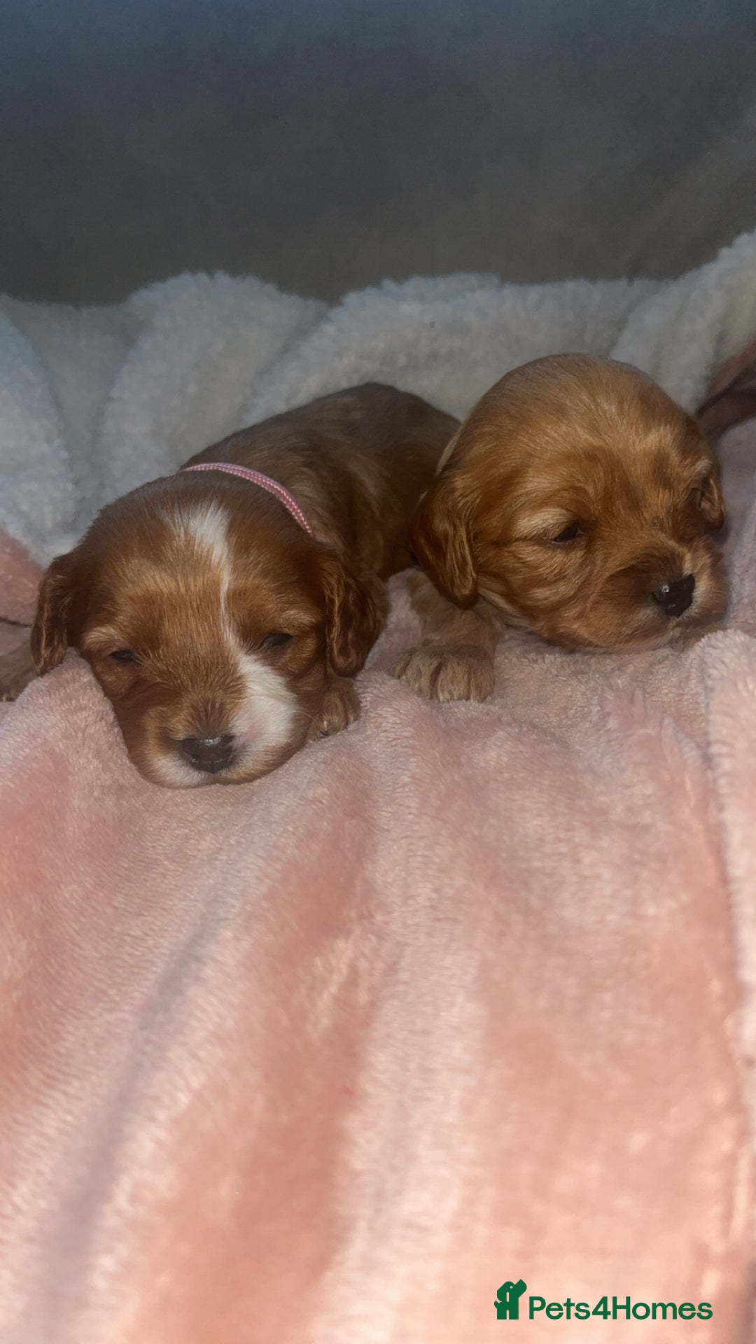 Cavapoo dogs for sale: F1 Cavapoos  - Image 14