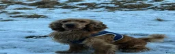 Cocker Spaniel dogs for stud: Leo - Friendly & Loving Cocker Spaniel Stud in Manchester - Advert 2
