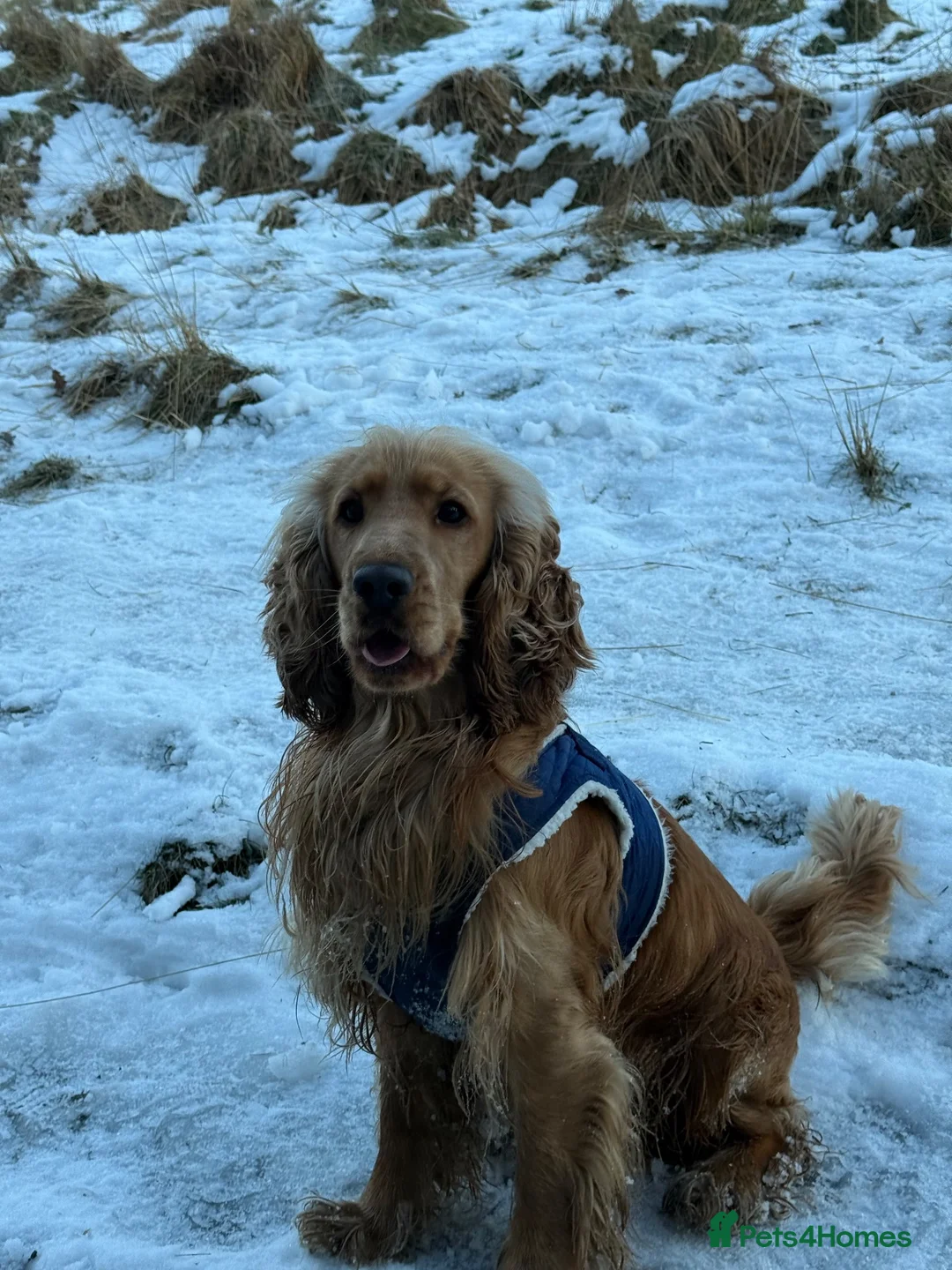 Cocker Spaniel dogs for stud: Leo - Friendly & Loving Cocker Spaniel Stud in Manchester - Advert 2