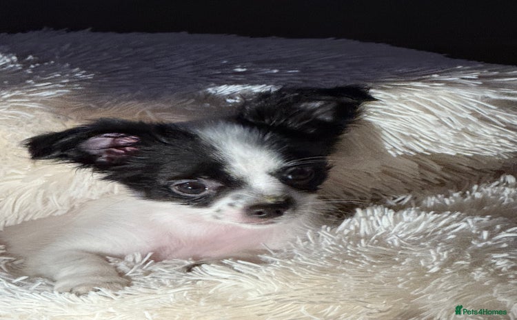 Chipoo dogs Chipoo puppies - Advert 10