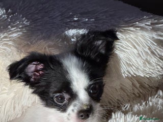 Chipoo dogs Chipoo puppies - Advert 1