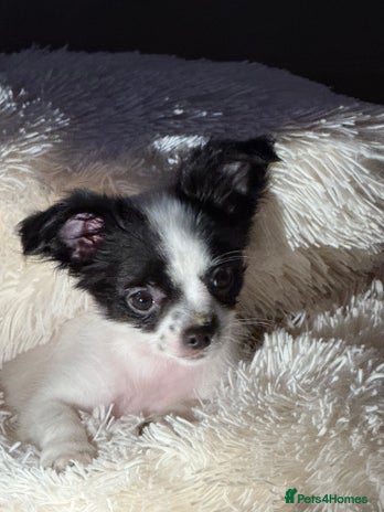 Chipoo dogs Chipoo puppies - Advert 10