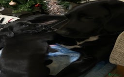 Springador dogs for sale: Beautiful springadors in Boston - Image 2