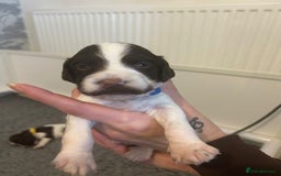 English Springer Spaniel dogs for sale: Adorable Springer Spaniel Puppies - Image 30