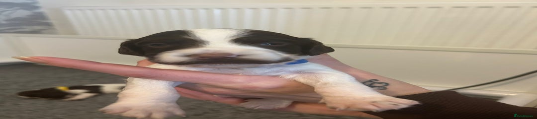 English Springer Spaniel Puppy 5 (Boy) (Navy Blue Collar)