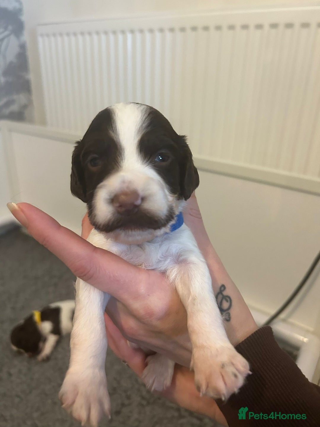 English Springer Spaniel dogs for sale: Adorable Springer Spaniel Puppies - Image 30