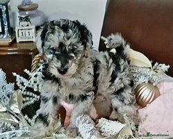 Mixed Breed dogs STUNNING FOODLE PUPPIES - Advert 4