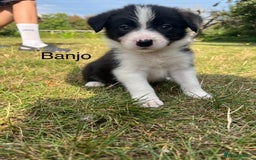Border Collie dogs for sale: Kennel Club Border Collie Puppies For Sale - Image 15