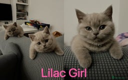British Shorthair cats for sale: 💜GCCF BSH Kitten🩷 - Image 3
