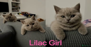British Shorthair cats - Advert 11