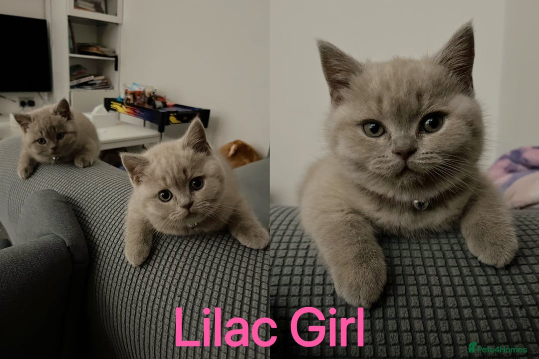 British Shorthair cats for sale: 💜GCCF BSH Kitten🩷 - Image 3